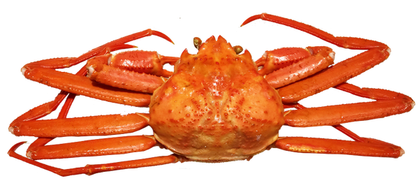 蟹かにカーニバル!本ずわい蟹&紅ずわい蟹食べ放題!と白亜の教育殿堂「豊郷小学校旧校舎群」&「多賀大社」【久宝寺・近鉄八尾・八戸ノ里・新石切発】2